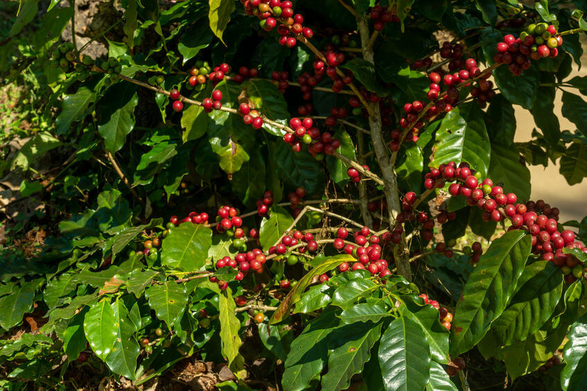 kaffeepflanze zweige und blätter